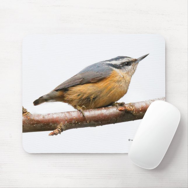 Tapis De Souris Beau oiseau-chanteur à poitrine rouge (Avec souris)
