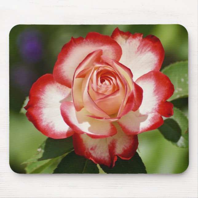 Tapis De Souris Beau Rose rouge et blanc (Devant)