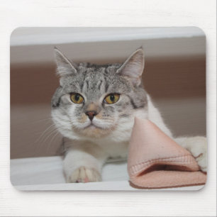 Tapis De Souris Beau Tomcat de Shorthair britannique