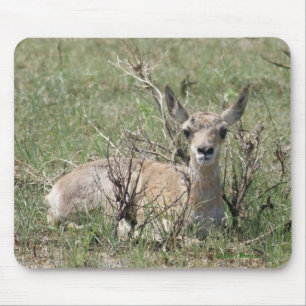 Tapis De Souris Bébé antilope pronghorn A7