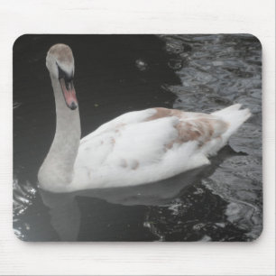 Tapis de souris bébé cygne nageant