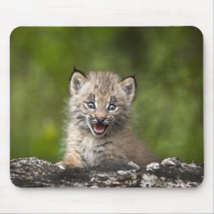 Tapis De Souris Bébé Lynx regardant au-dessus de l'arbre tombé 