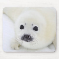 Bébé phoque d'harpe de bébé sur la glace de la mer