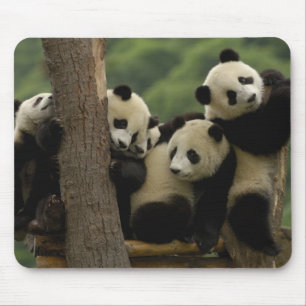 Tapis De Souris Bébés panda géant (Ailuropoda melanoleuca)