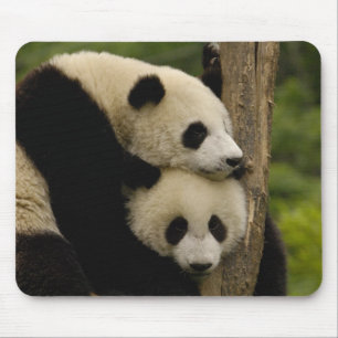 Tapis De Souris Bébés pandas géants Ailuropoda melanoleuca)