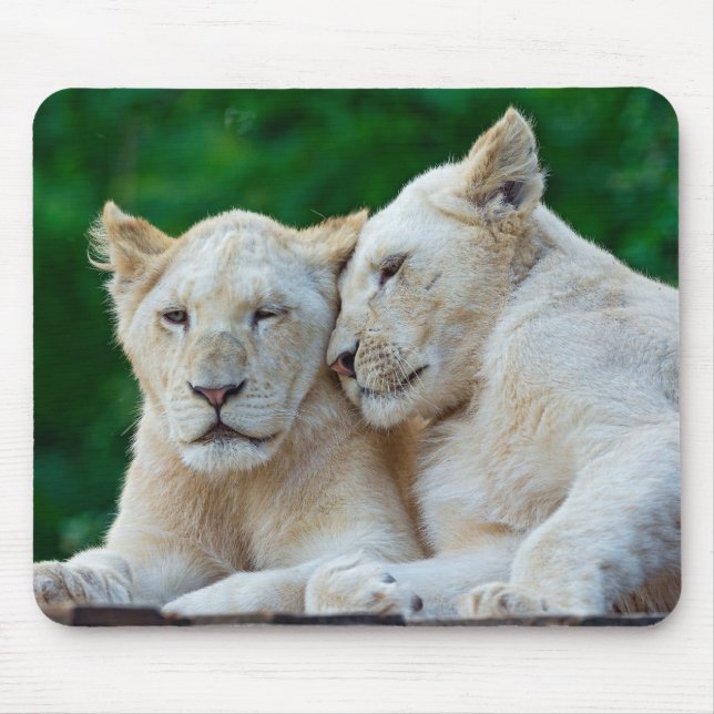 Tapis De Souris Belle Cuddling Lions Blancs (Devant)