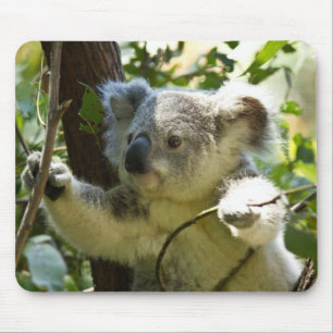 Tapis De Souris Belle ours de Koala dans les arbres