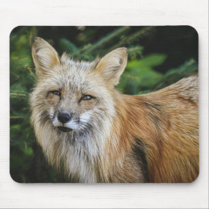 Tapis De Souris Belle Renard dans la nature