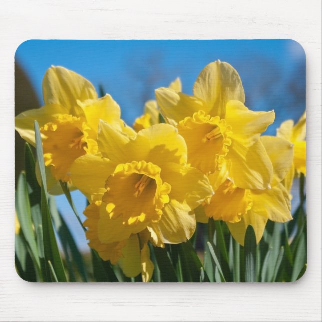 Tapis De Souris Belles Daffodiles Jaunes (Devant)