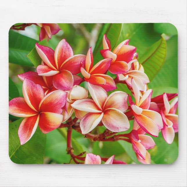 Tapis De Souris Belles fleurs de la Plumeria (Devant)
