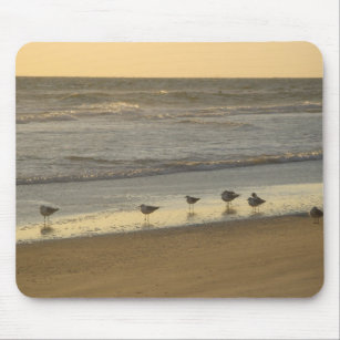 Tapis De Souris Birds Terns Beach Sunrise Ocean Photographie