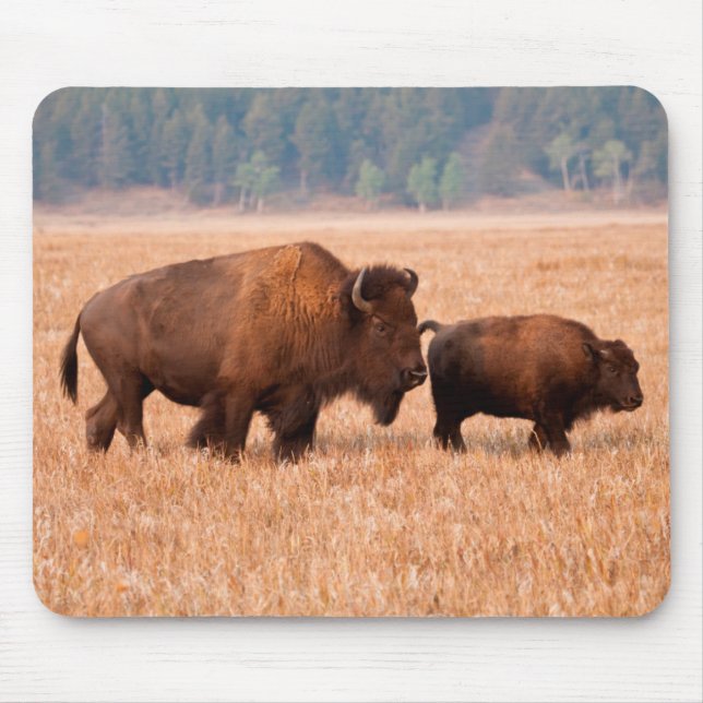 Tapis De Souris Bison Américain (Bison Bison) Vache Et Veau (Devant)