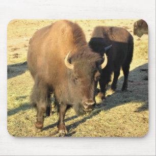 Tapis De Souris Bison dans le Colorado