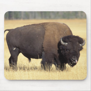 Tapis De Souris Bison mâle dans le parc national de Yellowstone
