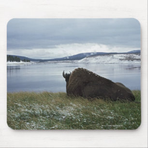 Tapis De Souris Bison se reposant par la rivière Yellowstone avec