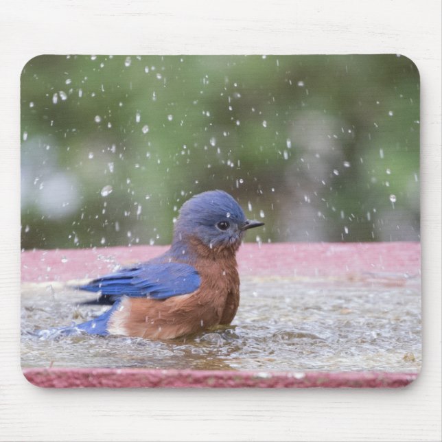 Tapis De Souris Bluebird at Birdbath (Devant)