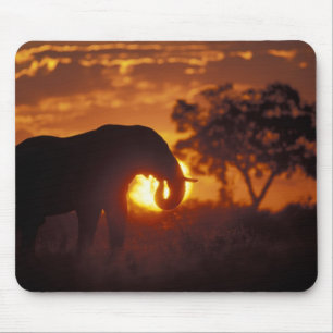Tapis De Souris Botswana, parc national de Chobe, éléphant mâle