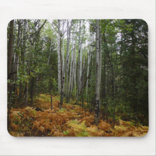 Tapis De Souris Bouleaux blancs et fougères d'automne dans les mon