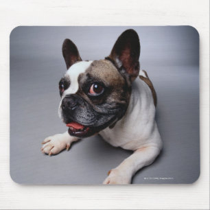 Tapis De Souris Bouledogue français