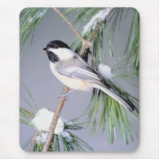 Tapis De Souris Branche couverte de neige d'oiseaux (Devant)