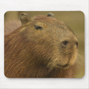 Tapis De Souris Brésil, Pantanal, Matto Grosso. Capybara