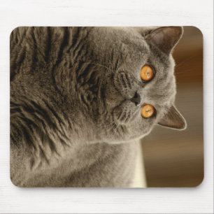 Tapis De Souris british shorthair bleu