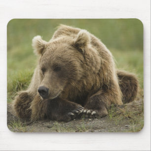 Tapis De Souris Brown bear ou Coastal Grizzly Bear, Ursus