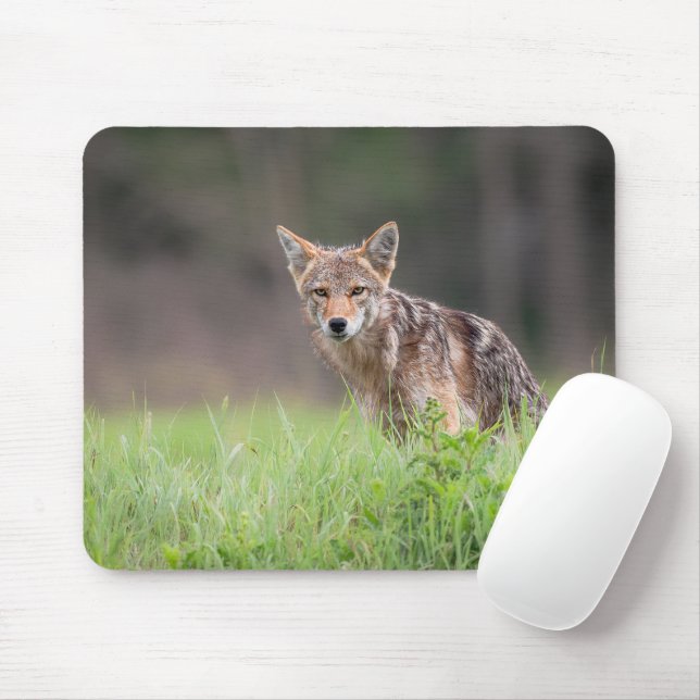 Tapis De Souris Brown Coyote, Canadian Wildlife Photography (Avec souris)