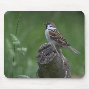 Tapis De Souris Bruant d'arbre eurasien