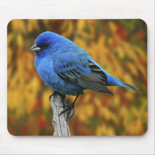 Tapis De Souris Bruant indigo mâle, Passerina cyanea