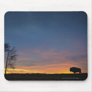 Tapis De Souris Buffalo au coucher du soleil en parc national