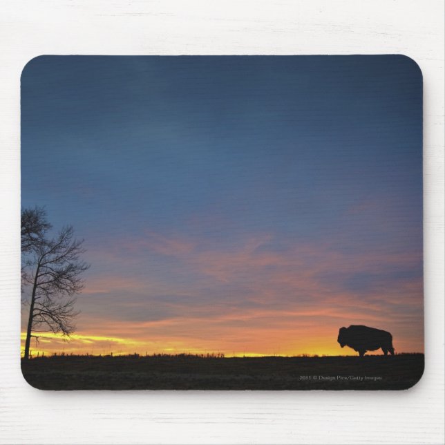 Tapis De Souris Buffalo au coucher du soleil en parc national (Devant)