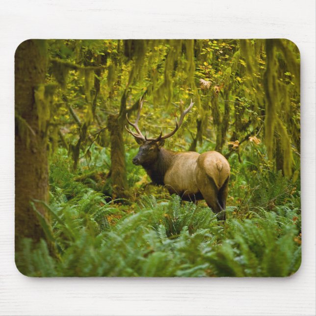 Tapis De Souris Bull Roosevelt Elk (Devant)