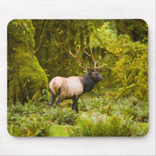 Tapis De Souris Bull Roosevelt Elk Debout Dans Le Pré