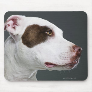 Tapis De Souris Bull-terrier du Staffordshire, plan rapproché