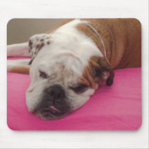 Bulldog anglais