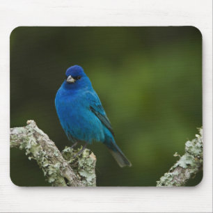 Tapis De Souris Bunting Indigo, Passerina cyanea, Côtier