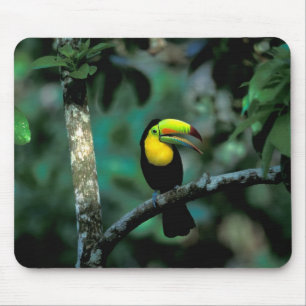 Tapis De Souris CA, Panama, Parc national de Souveraineté, Toucan
