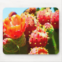 Cactus de floraison par Amy Vangsgard