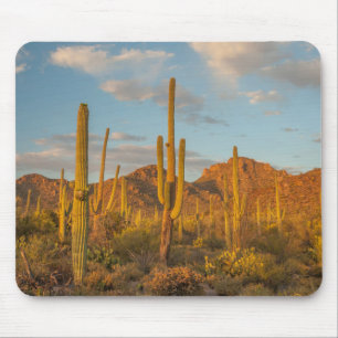 Tapis De Souris Cactus saguaro au coucher du soleil, Arizona