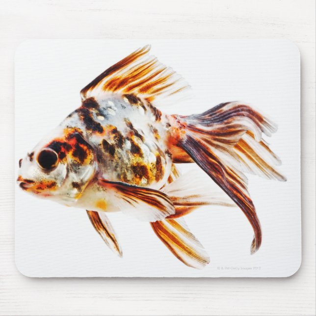 Tapis De Souris Calico Fantail Comet poisson rouge (Devant)