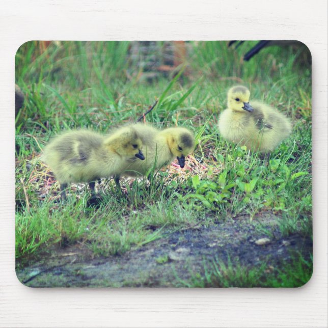 Tapis De Souris Canada Goose Baby Nature (Devant)