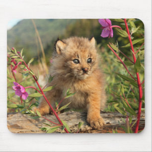 Tapis De Souris Canadian Lynx Kitten, Alaska