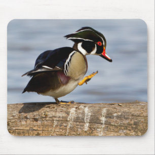 Tapis De Souris Canard branchu sur une bûche dans une zone humide