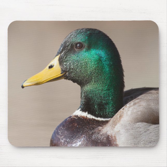 Tapis De Souris Canard colvert (Devant)