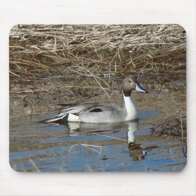 Tapis De Souris Canard Drake du canard pilet B5 (Devant)