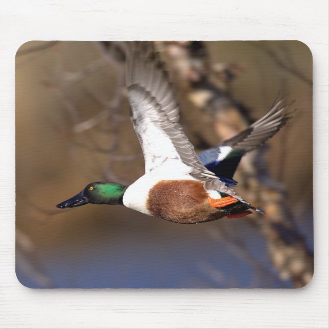 Tapis De Souris Canard Mousepad de canard souchet du nord (Devant)
