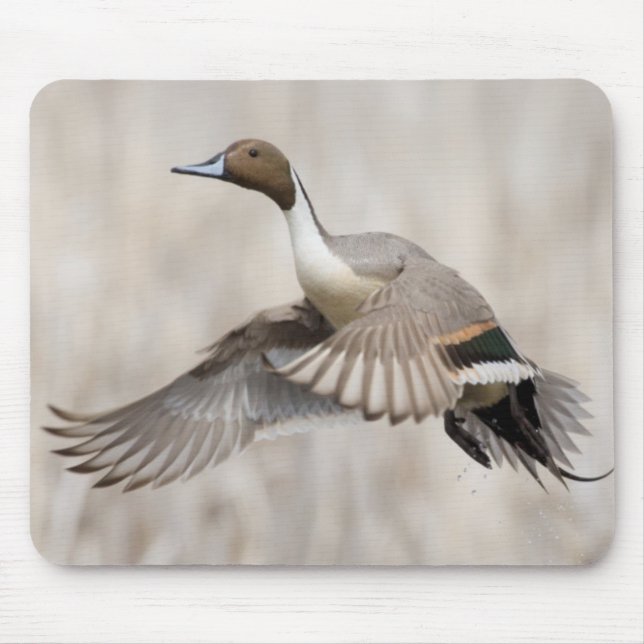 Tapis De Souris Canard pilet mâle en vol (Devant)