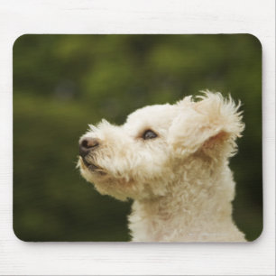 Tapis De Souris Caniche 2 (blancs)