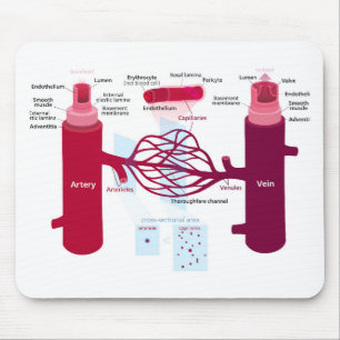 Tapis De Souris Capillaires des vaisseaux sanguins Diagramme Artèr